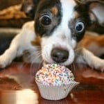 Puppy Love