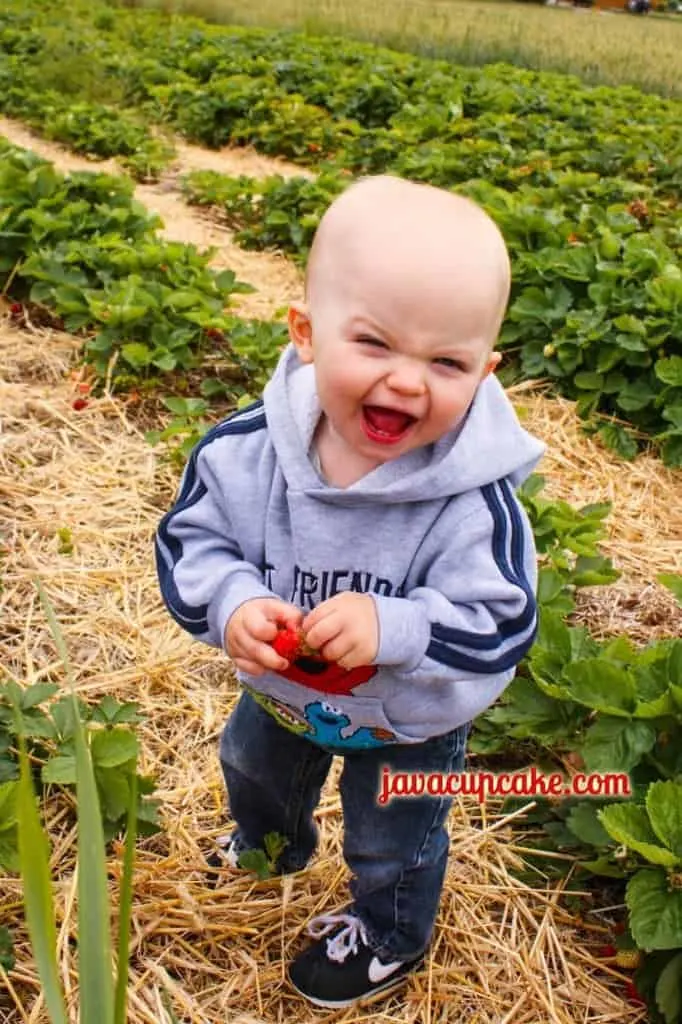 Baby JavaCupcake likes Strawberries