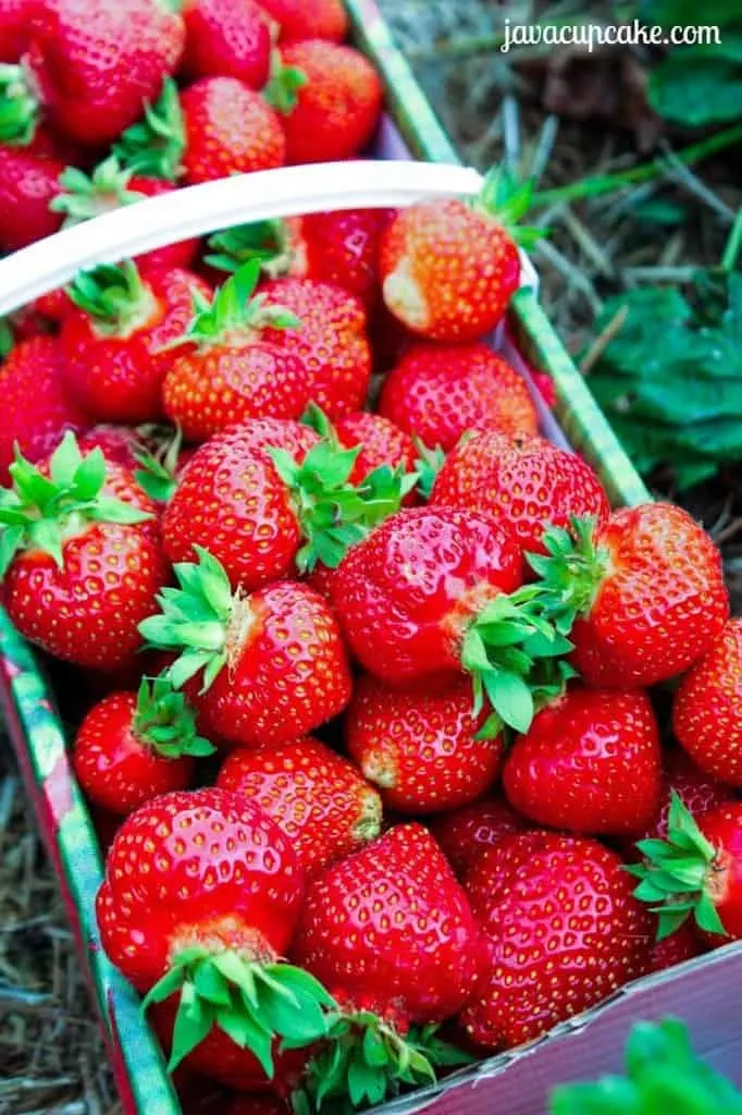 Fresh Picked Strawberries by JavaCupcake.com