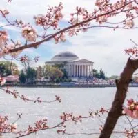 Washington DC Cherry Blossoms | The JavaCupcake Blog https://javacupcake.com