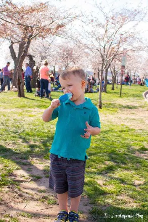 Washington DC Cherry Blossoms | The JavaCupcake Blog https://javacupcake.com